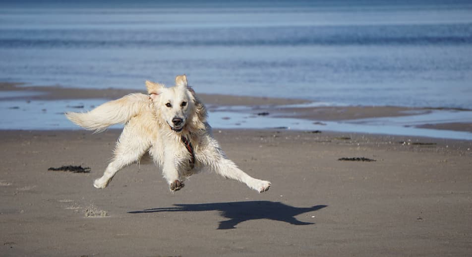 Urlaub am Balaton mit Hund zeigt hier einen weißen Schäferhund, der frei und übermütig am Strand herumtollt.